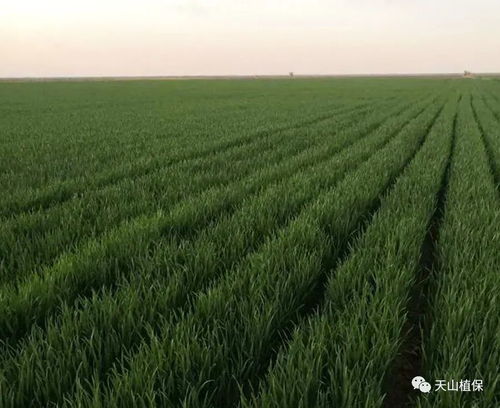 新疆滴灌冬小麦水肥一体化栽培技术