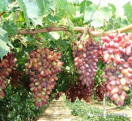 植物调节剂在葡萄上的应用详解