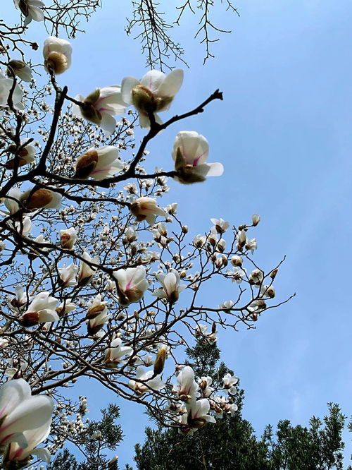 市花盛开 在线欣赏申城绽放的白玉兰美图