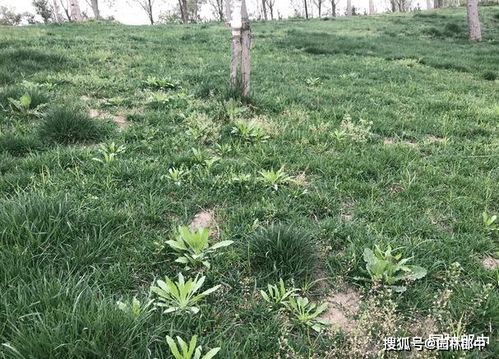 四月份,做好这7点,抓住植物生长恢复期,莫要辜负这大好春光 进行