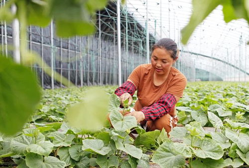 襄汾 蔬菜兴产业,撑起 富民伞