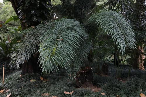 叶形远看似竹叶,南宁植物园 镇园植宝 原来是她