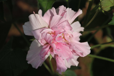 “花开一日,花色三弄”,这种植物与成都有着千年情缘