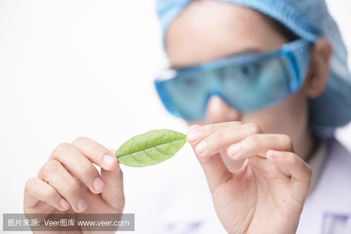 食品研究员在苗圃实验室生物植物幼苗检查活动的特写肖像,植物学家实验室科学家做有机植物的生物测试,科学研究项目